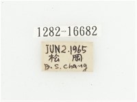 叉斑陷紋金龜藏品圖，第2張