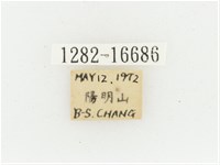 黃肩長腳花金龜藏品圖，第2張