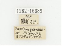 巴蘭陷紋金龜藏品圖，第2張