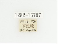 綠艷長腳花金龜藏品圖，第2張