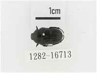 偽橫斑黑花金龜藏品圖，第1張