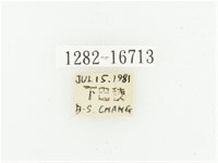 偽橫斑黑花金龜藏品圖，第2張