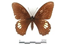 無尾白紋鳳蝶藏品圖，第1張