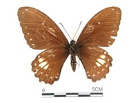 無尾白紋鳳蝶藏品圖，第2張