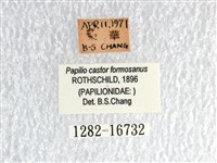 無尾白紋鳳蝶藏品圖，第3張