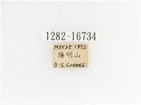 艷金龜藏品圖，第2張