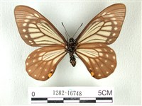 黃星斑鳳蝶藏品圖，第2張