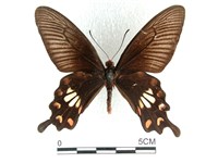 紅珠鳳蝶藏品圖，第1張