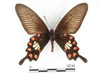 紅珠鳳蝶藏品圖，第2張