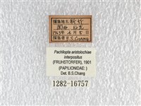 紅珠鳳蝶藏品圖，第3張