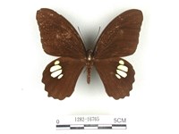 無尾白紋鳳蝶藏品圖，第1張