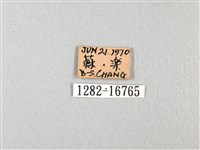 無尾白紋鳳蝶藏品圖，第3張