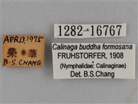 臺灣絹蛺蝶藏品圖，第3張