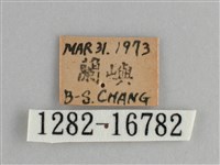 斐豹蛺蝶藏品圖，第3張