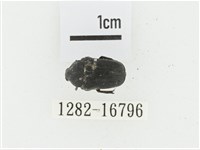 偽橫斑黑花金龜藏品圖，第1張