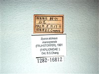 麝鳳蝶藏品圖，第3張