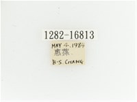 艷金龜藏品圖，第2張