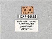 無尾白紋鳳蝶藏品圖，第3張