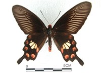 紅珠鳳蝶藏品圖，第1張