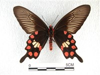 紅珠鳳蝶藏品圖，第2張