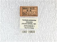 紅珠鳳蝶藏品圖，第3張