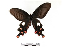 多姿麝鳳蝶藏品圖，第1張
