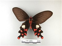 多姿麝鳳蝶藏品圖，第2張