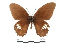 無尾白紋鳳蝶藏品圖，第2張