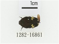 灰斑擬黑花金龜藏品圖，第1張