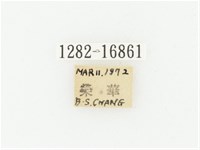 灰斑擬黑花金龜藏品圖，第2張