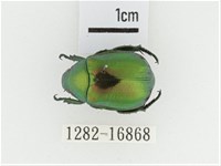 艷金龜藏品圖，第1張