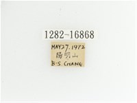 艷金龜藏品圖，第2張