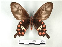 紅珠鳳蝶藏品圖，第2張