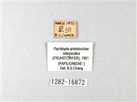 紅珠鳳蝶藏品圖，第3張