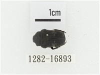 橫斑黑花金龜藏品圖，第1張