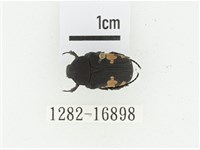 偽橫斑黑花金龜藏品圖，第1張
