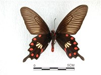 紅珠鳳蝶藏品圖，第2張