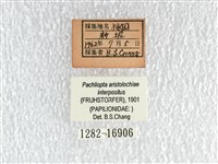 紅珠鳳蝶藏品圖，第3張