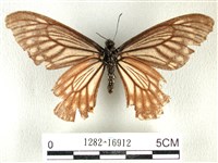 黃星斑鳳蝶藏品圖，第2張