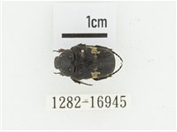 橫斑黑花金龜藏品圖，第1張