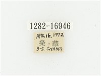 橫斑黑花金龜藏品圖，第2張