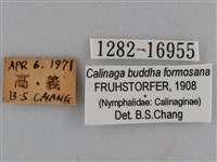 臺灣絹蛺蝶藏品圖，第3張