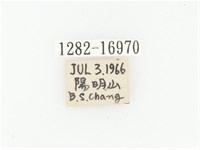 橫斑黑花金龜藏品圖，第2張