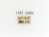 艷金龜藏品圖，第2張