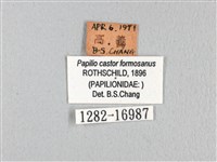 無尾白紋鳳蝶藏品圖，第3張