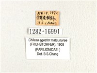 斑鳳蝶藏品圖，第3張