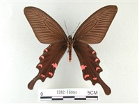 麝鳳蝶藏品圖，第2張