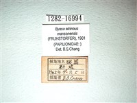 麝鳳蝶藏品圖，第3張
