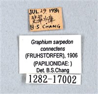 青帶鳳蝶藏品圖，第3張
