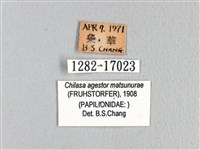 斑鳳蝶藏品圖，第3張